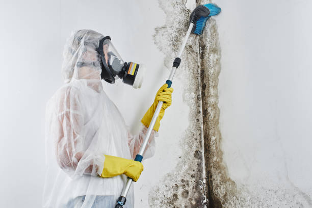 Best Mold Damage Restoration  in USA